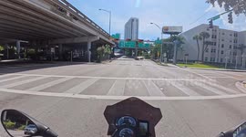 Law-abiding Rooster At Red Light