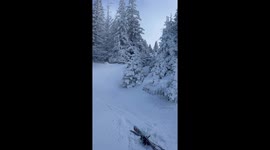 Skier Disappears Into Trees