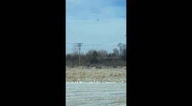Bird Hovers In One Place