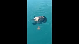 Alaska Sea Otter Finds a Snack
