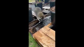 Raccoon Plays With Water
