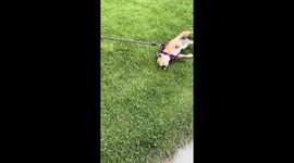 Dog Slides Across Grass With Harness