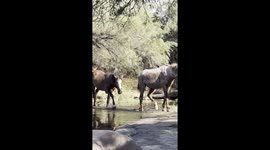 Hiker Visited By Wild Mustangs