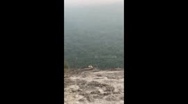 Patient tourist uses crisps to bargain with cheeky monkey that stole her phone