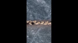 Sheep migrate over frozen lake in China's Xizang