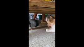 Fed up cat repeatedly hits his best friend... a pigeon