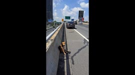Stranded dog on edge of motorway rescued by driver
