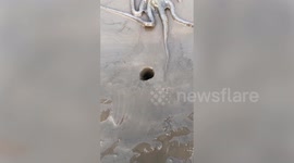 SOUND ON: Video shows large octopus squeezing into small den