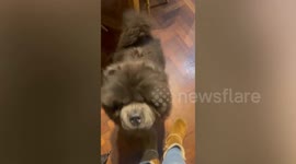 Beloved dog may have to be put down after hit and run leaves hole in backside