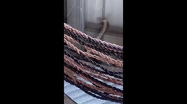 Pet dog with three legs saves family from cobra