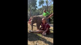 Playful baby elephant climbs all over visitor