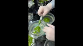 Woman creates beautiful 3D lotus flower with a syringe hidden deep inside a jelly cake