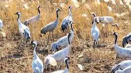 Guardian of migratory birds at Poyang Lake