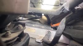Locals rescue kitten stuck in MG electric car battery