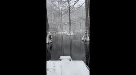 Snowy White Cypress Tree Swamp