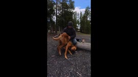 Dog Demands Upside Down Butt Scratches