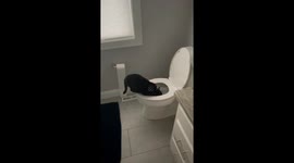 Cat Prefers To Drink From Toilet