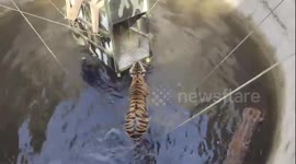 Tiger and wild boar chase each other into a well but need rescuing