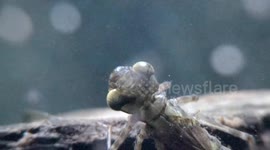 Dragonfly Nymph Lurks And Strikes