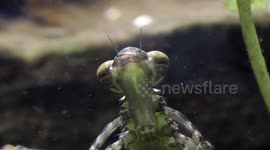 Dragonfly Nymph Hunts Daphnia