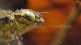 Dragonfly Nymph Hunts Water Flea