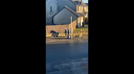Dressed Golden Retriever Goes On Little Walk