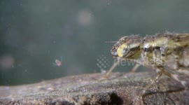 Dragonfly Larva Capturing Prey
