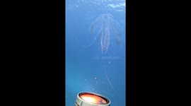 Cool Jellyfish Looks Like Alien Spaceship
