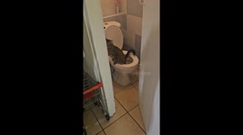 Polite Cat Pees In Open Toilet