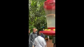 Humming Birds