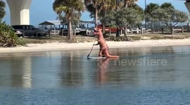US: T-Rex on the Water: Florida Deputies Stunned by Paddleboarding Dinosaur