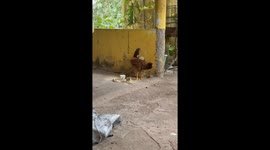 Chick Rides On Parent's Back