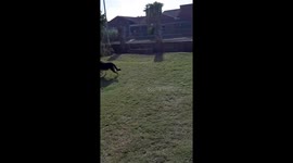 Dog Decides To Take Himself To Grandma's House