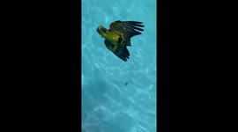 Parrot Peacefully Floating