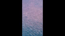 Tarpon Chasing a Bait Ball of Sardines