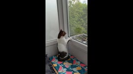 Cat Stares At Bird Outside Window