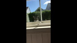 Homeowner films neighbour's sneaky cat who climbs into house through tiny window gap
