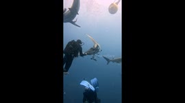 Shark smacks diver in face after they removed fishing hooks from its body