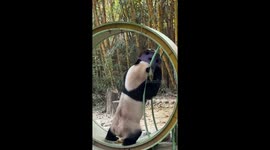 Spinning struggles: Watch panda tackle a running wheel challenge