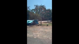 Wild monkey climbs into family's tent during camping trip