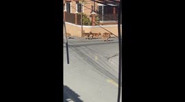 When parents keep you inside! Pet dog looks longingly at pooch friends in street outside