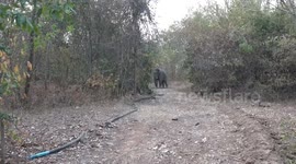 Wild elephant springs a leak in village's water system