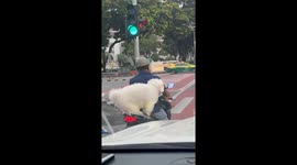 Pet pooch rides pillion on the back of owner's motorcycle