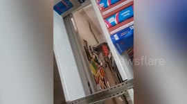 Students shocked by cobra resting on university library books