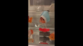 Sick pet goldfish wears mask for support