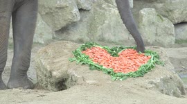 Elephants mark Valentine's Day at Vienna Zoo in Austria