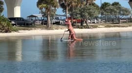 Dino-surf! Tyrannosaurus rex seen paddleboarding in Florida