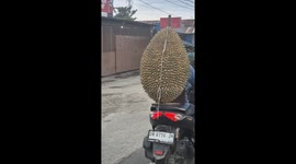 Motorcycle rider carries 3ft tall DURIAN on the back of his bike