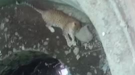 Leopard falls into well while searching for prey, rescued