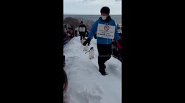 Exclusive- Adorable penguin parade charms visitors at Otaru Aquarium in Hokkaido
